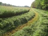 Hay - Orchard Grass/Alfalfa
