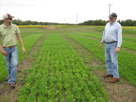 cover crop