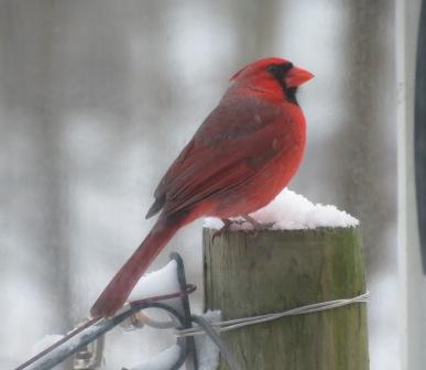 Redbird