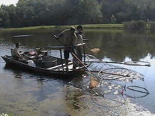 Pond Clinic