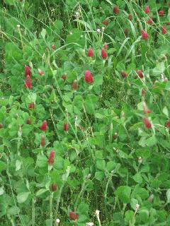 Crimson Clover