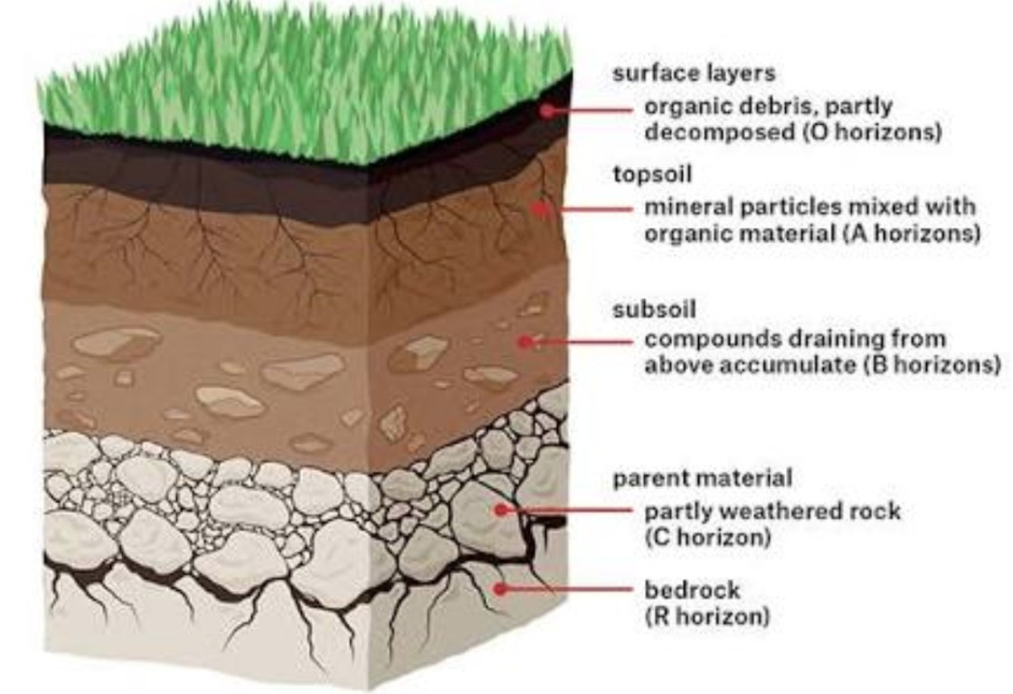 Soil Profile