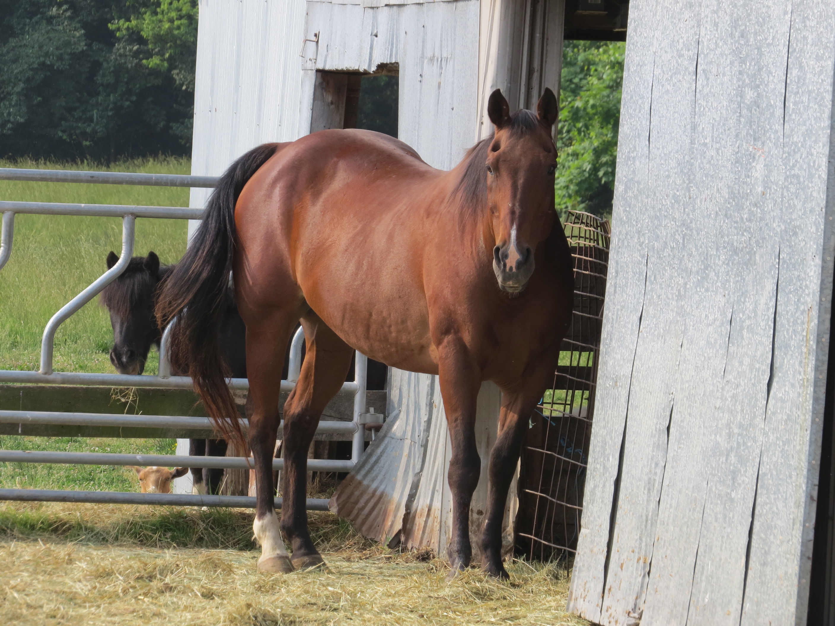 Horse