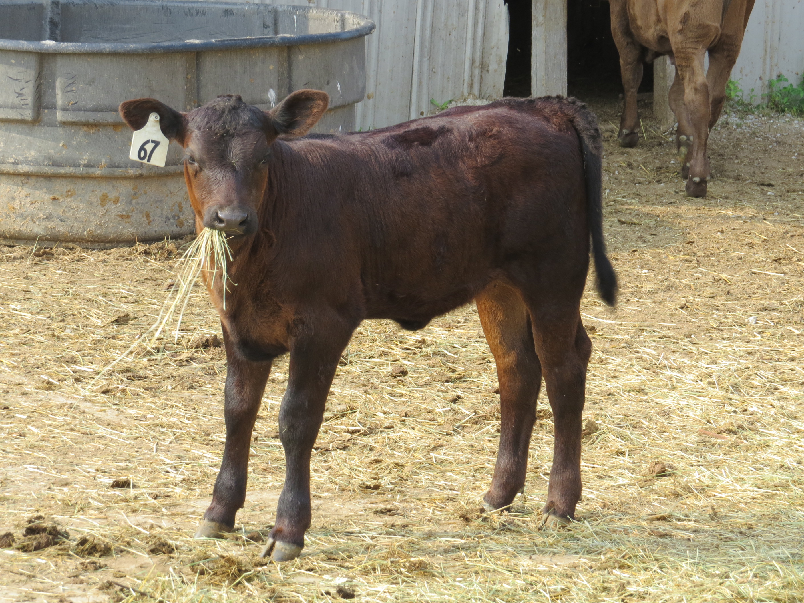 calf