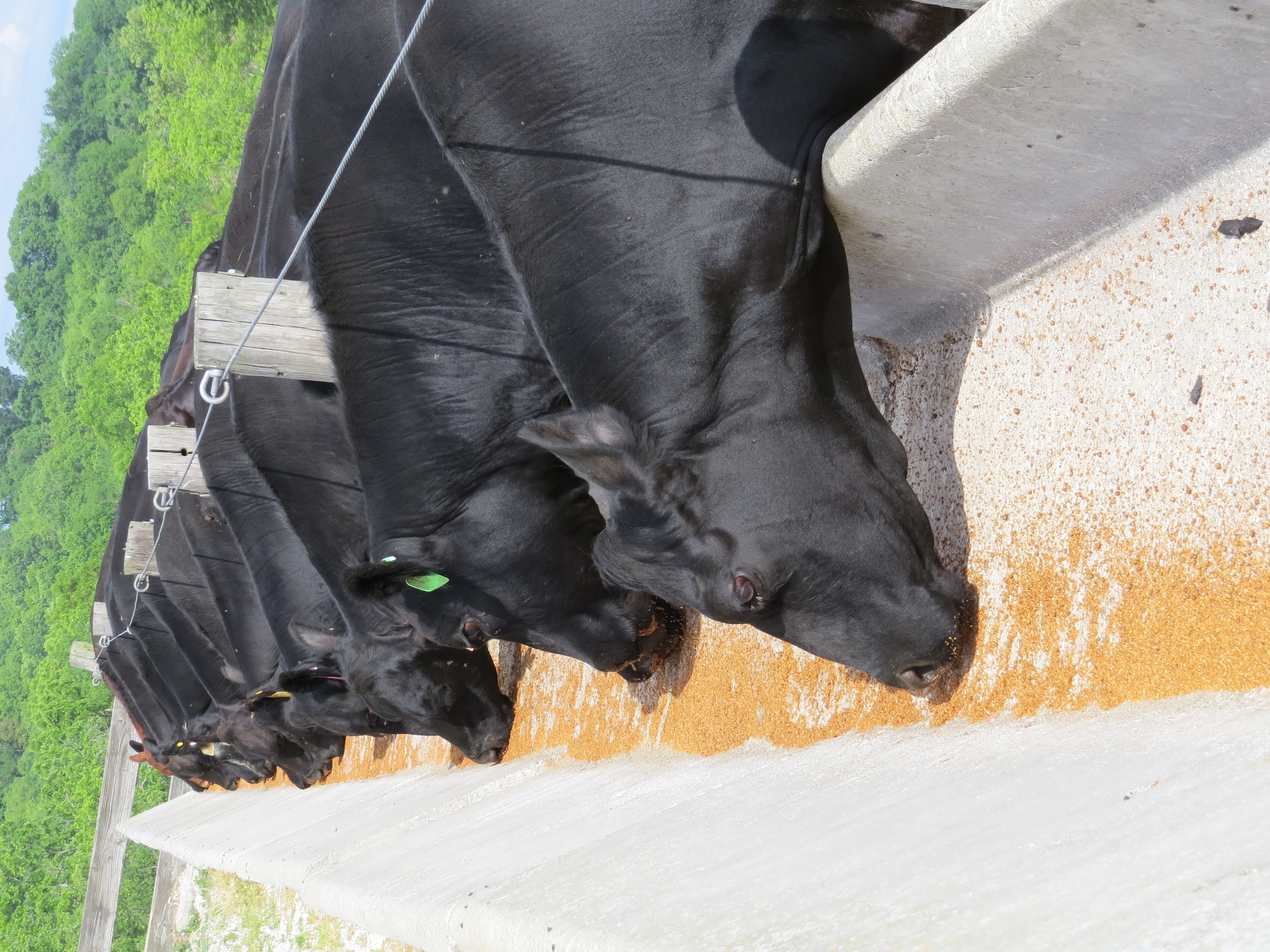 Cows