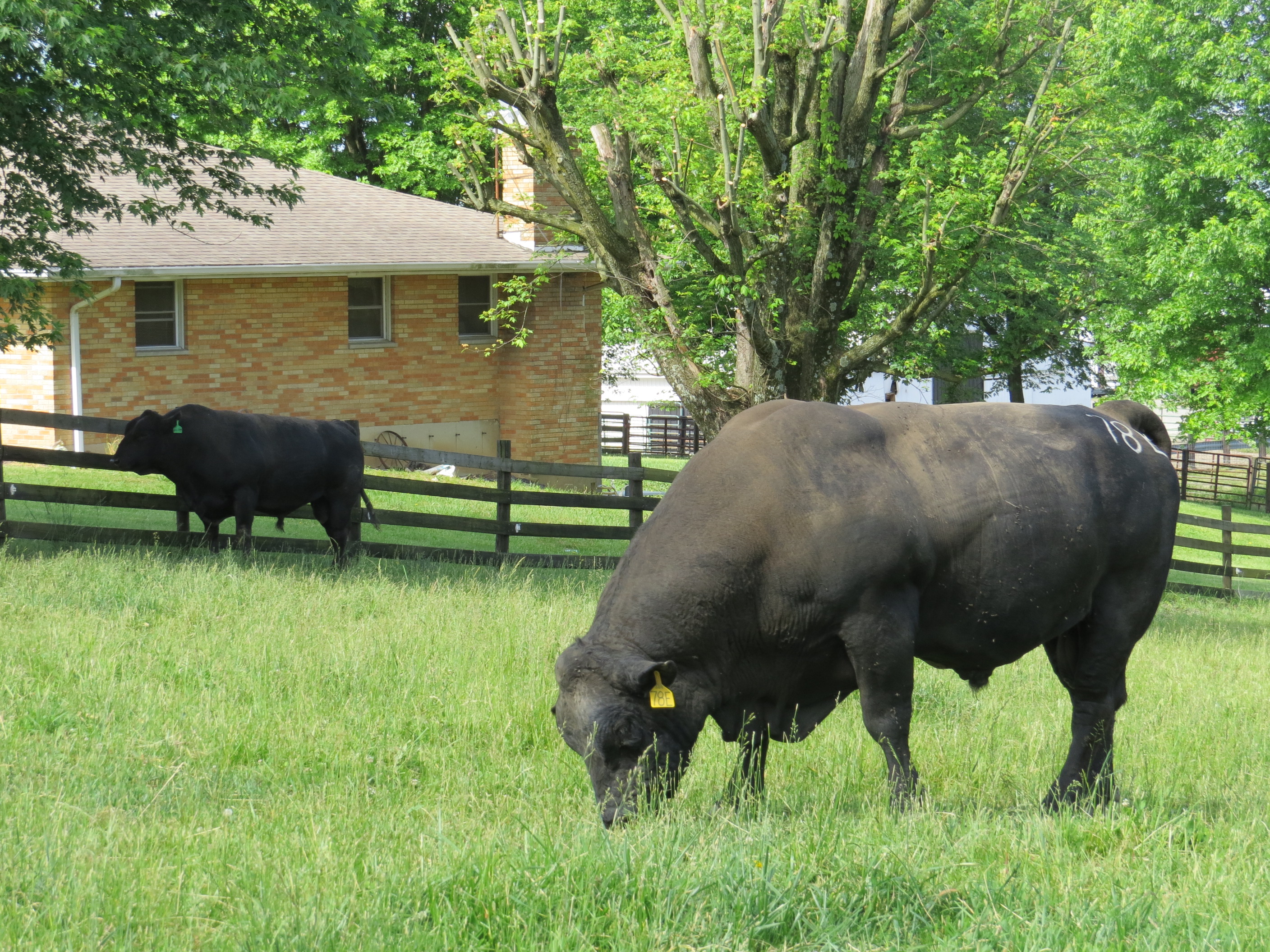 Bulls